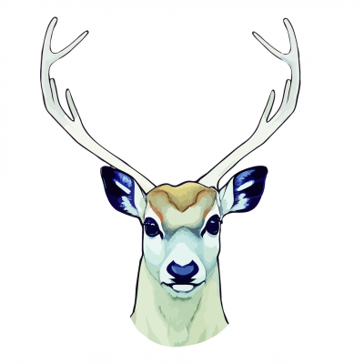 Stag Head (painted, coloured)