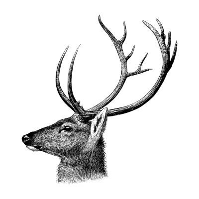 Stag Head (woodcut style)